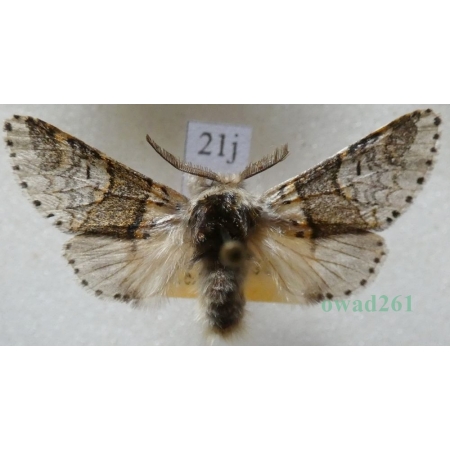 Furcula furcula (Clerck, 1759) male Widłogonka widlica Czech21j